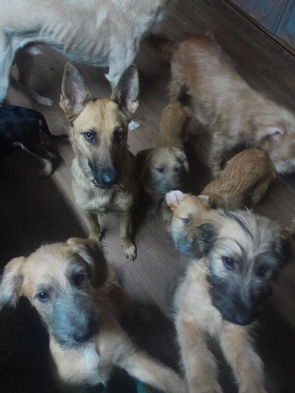 German Shepherd puppies for sale in King's Lynn, Norfolk – 3 months old - Image 2 of 5