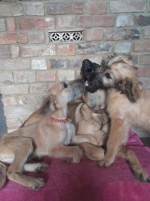 German Shepherd puppies for sale in King's Lynn, Norfolk – 3 months old - Image 4 of 5