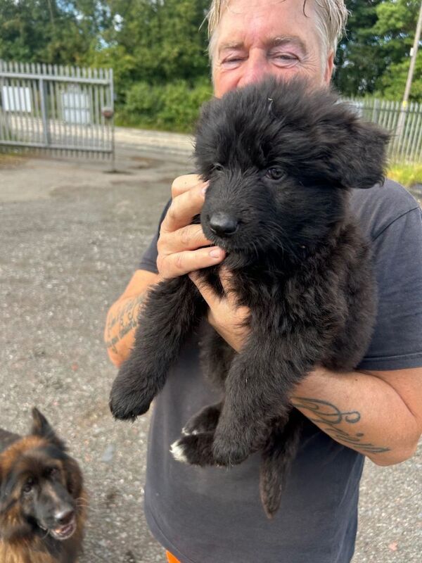 German Shepherd Puppies For Sale
