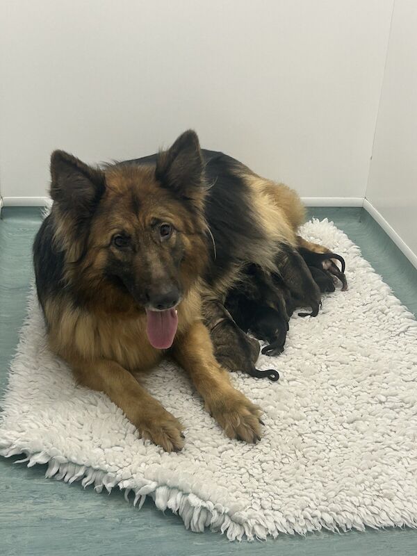 Adorable German shepherd puppies for sale in Rhayader / Rhaeadr Gwy, Powys - Image 2