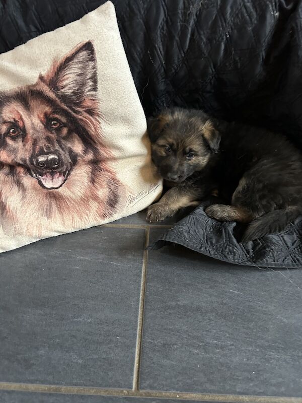 Adorable German shepherd puppies - Image 3 of 3