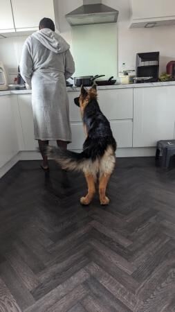 German Shepherd puppies for sale in Preston, Lancashire – 3 years old - Image 2 of 5
