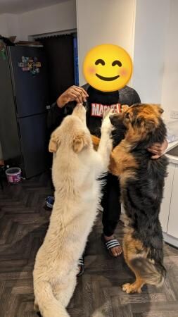 German Shepherd puppies for sale in Preston, Lancashire – 3 years old - Image 3 of 5