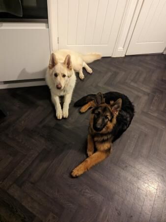 German Shepherd puppies for sale in Preston, Lancashire – 3 years old - Image 4 of 5