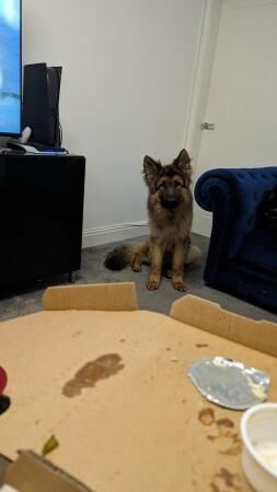 German Shepherd puppies for sale in Preston, Lancashire – 3 years old - Image 5 of 5