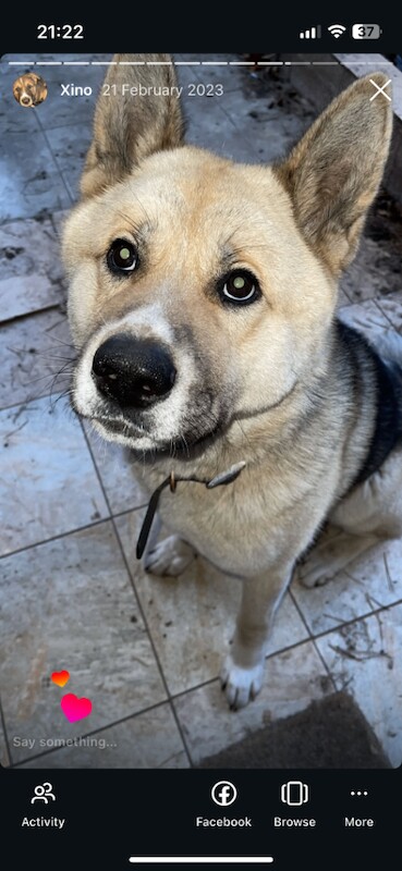 Akita Shepherd 4yo - Image 2 of 3