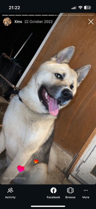 Akita Shepherd 4yo - Image 3 of 3
