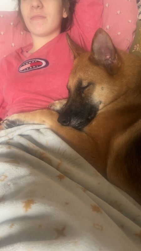 Ali the German Sheperd for sale in Liverpool, Merseyside
