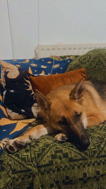 Ali the German Sheperd for sale in Liverpool, Merseyside | Image 2