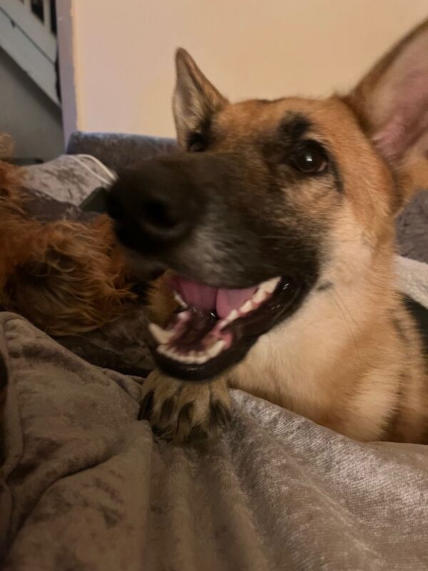 Ali the German Sheperd for sale in Liverpool, Merseyside | Image 3