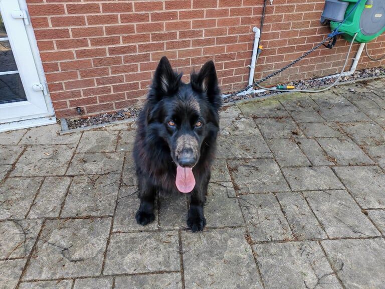 German Shepherd puppies for sale in Handsworth Wood, West Midlands – KC registered, 8 years old - Image 1 of 3