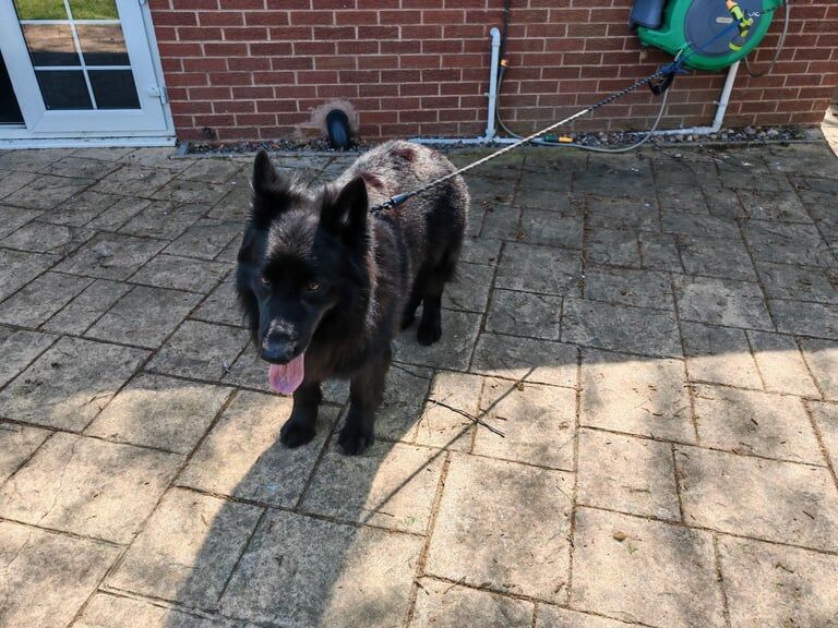 German Shepherd puppies for sale in Handsworth Wood, West Midlands – KC registered, 8 years old - Image 2 of 3