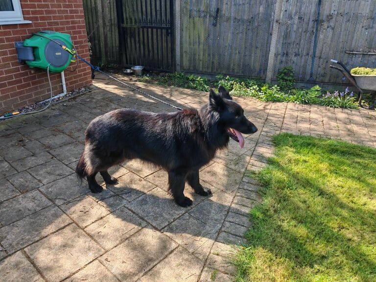 German Shepherd puppies for sale in Handsworth Wood, West Midlands – KC registered, 8 years old - Image 3 of 3