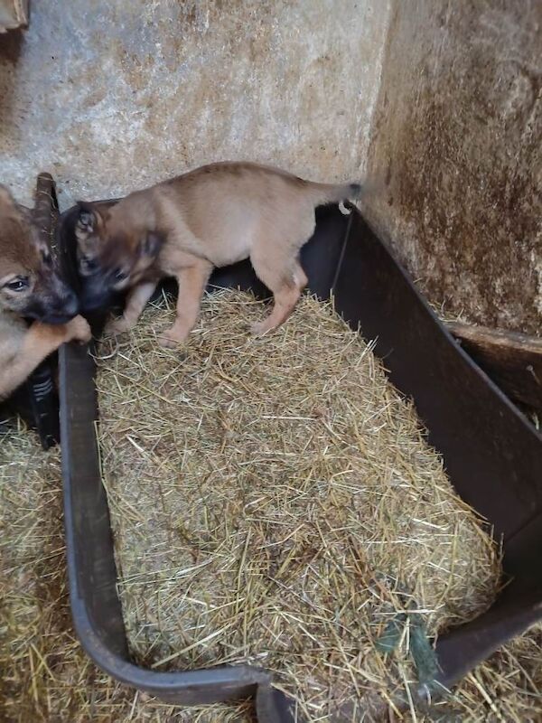 All puppies need gone this week. - Image 2 of 6