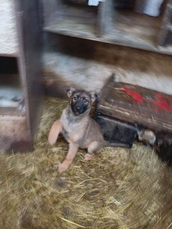 All puppies need gone this week. - Image 3 of 6