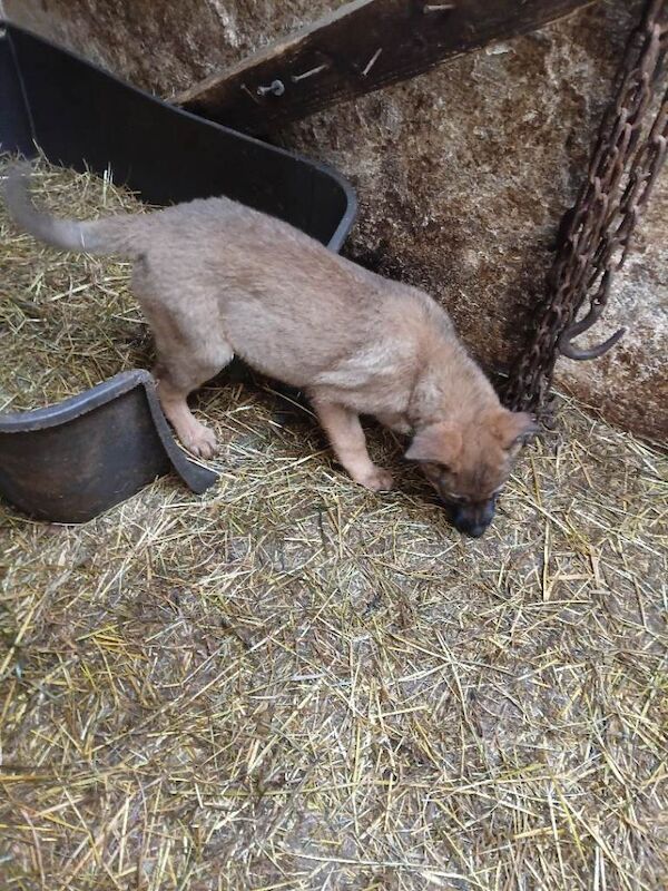 All puppies need gone this week. - Image 4 of 6