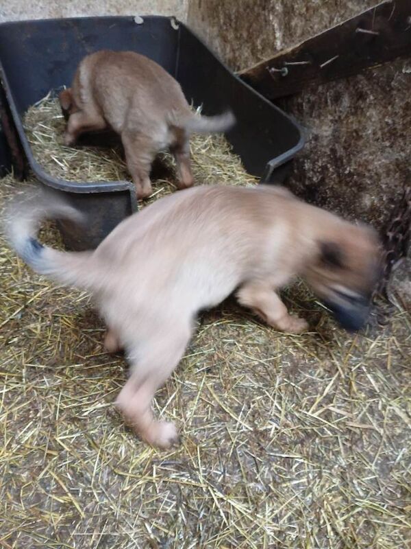 All puppies need gone this week. - Image 5 of 6
