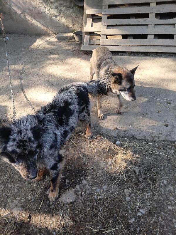 All puppies need gone this week. - Image 6 of 6