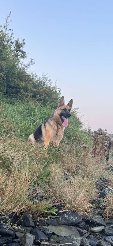 German Shepherd puppies for sale in Downpatrick, County Down – 3 years old