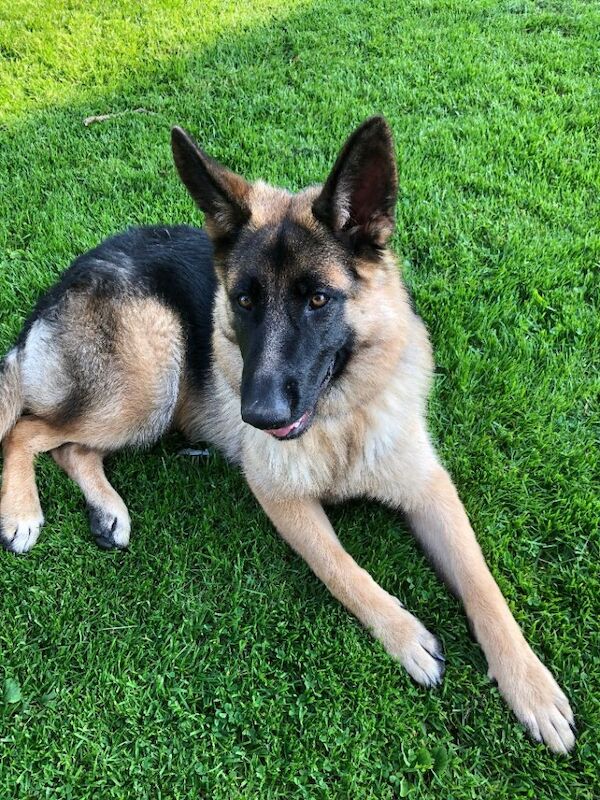 Alsatian pup