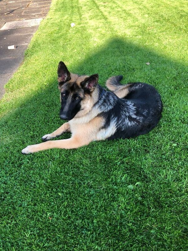 Alsatian pup - Image 2 of 2