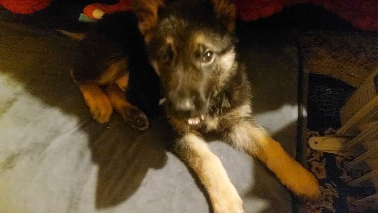 Kennel Club Registered German Shepherd Puppies For Sale