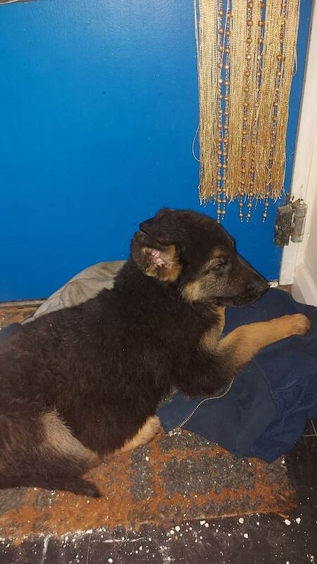 Alsation (German Shepherd) - Image 3 of 4