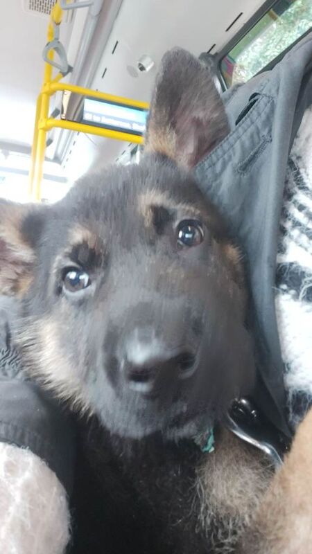 Alsation (German Shepherd) - Image 4 of 4