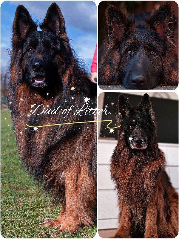 German Shepherd Puppies For Sale