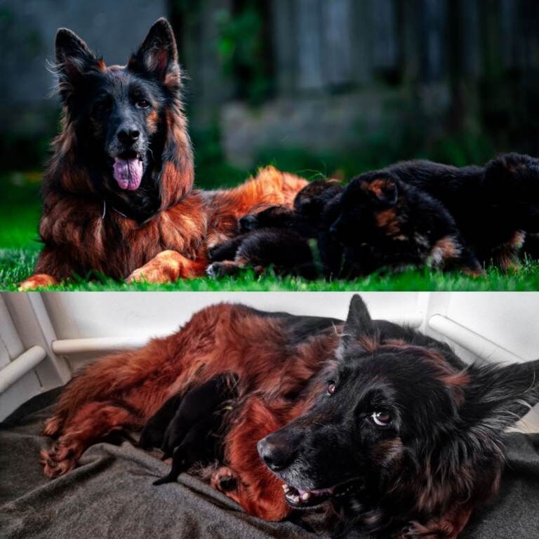 ️️️Amazing GSD puppies longhaired ️️️ - Image 2 of 5