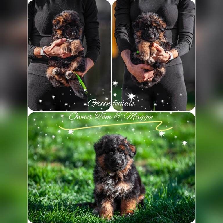 ️️️Amazing GSD puppies longhaired ️️️ - Image 3 of 5