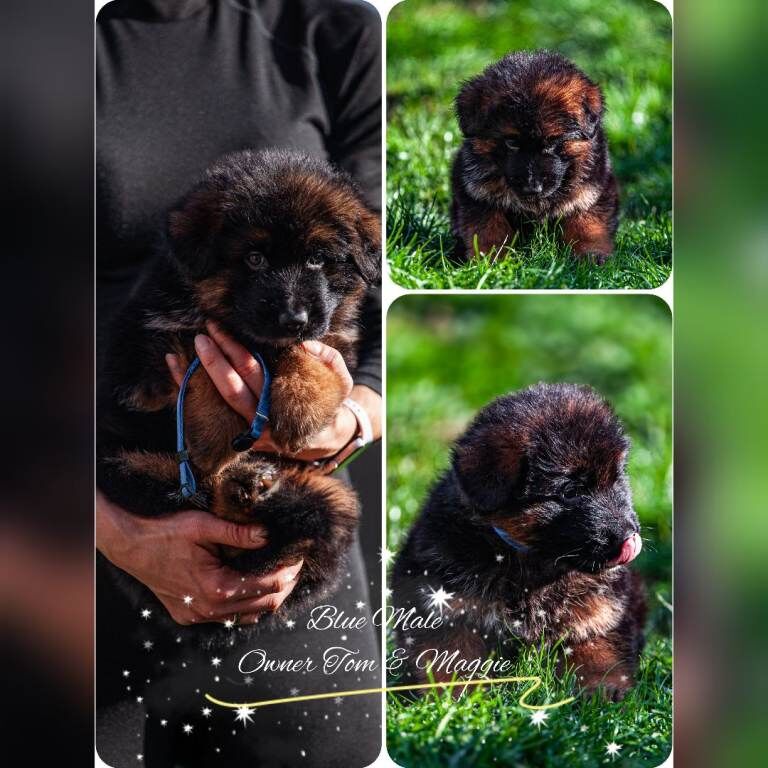 ️️️Amazing GSD puppies longhaired ️️️ - Image 4 of 5