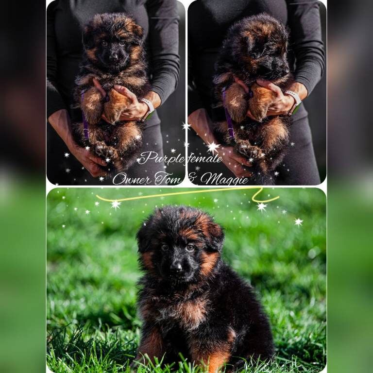 ️️️Amazing GSD puppies longhaired ️️️ - Image 5 of 5