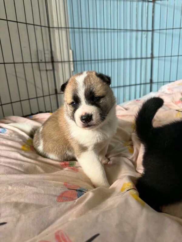 American Akita x German Shepard pups
