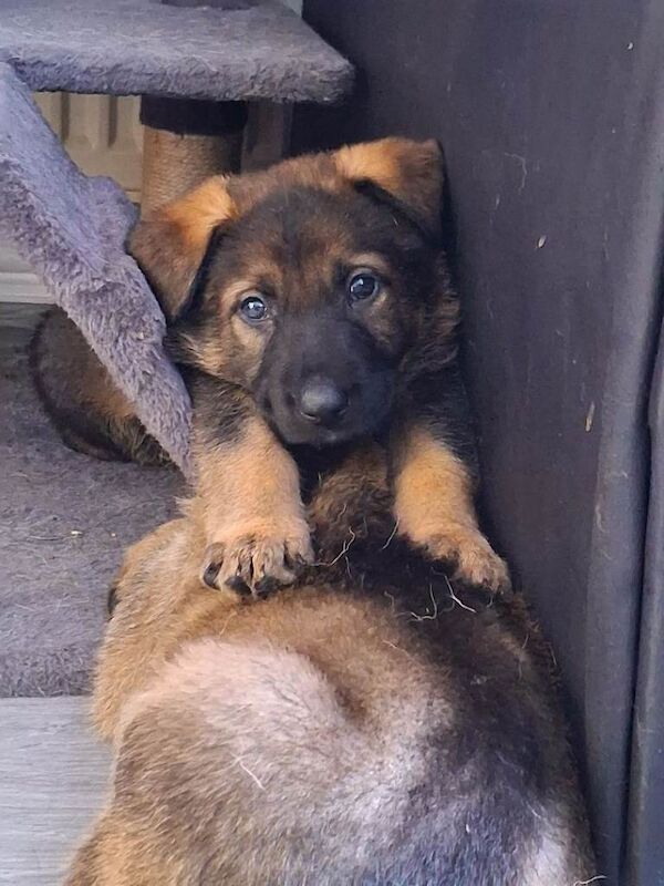 German Shepherd puppies for sale in Didcot, Oxfordshire – 6 weeks old