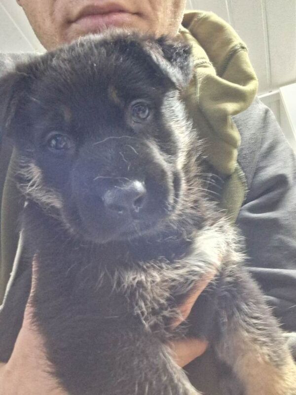 German Shepherd puppies for sale in Didcot, Oxfordshire – 6 weeks old - Image 3 of 3