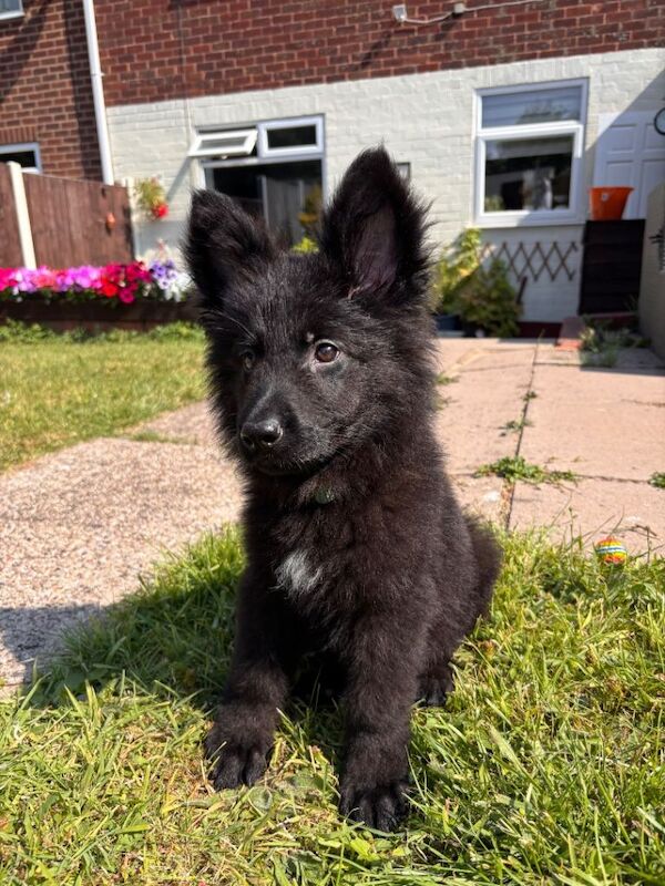 Beautiful 10 week old puppy for rehoming in Rowley Regis