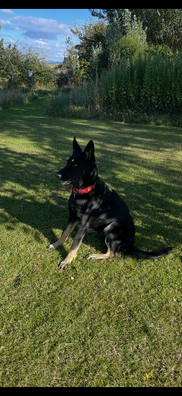 German Shepherd Puppies For Sale