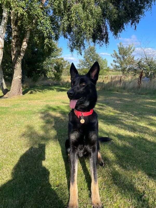 Beautiful 13 month female gsd - Image 2 of 4