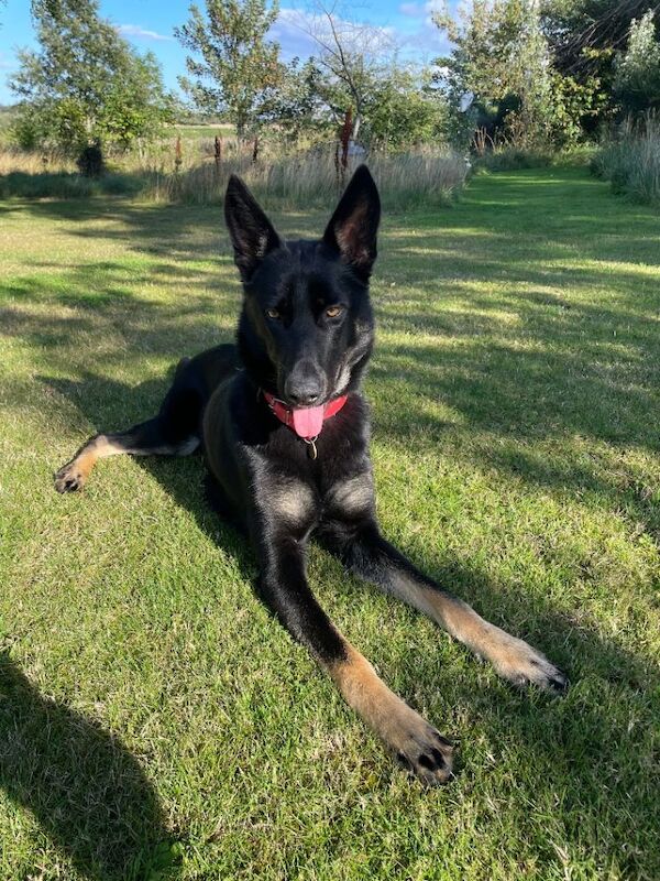 Beautiful 13 month female gsd - Image 3 of 4