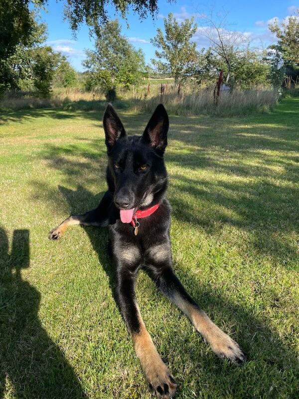 Beautiful 13 month female gsd - Image 4 of 4