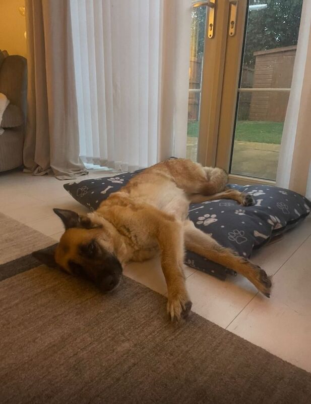 German Shepherd puppies for sale in Winchcombe, Gloucestershire – 4 years old