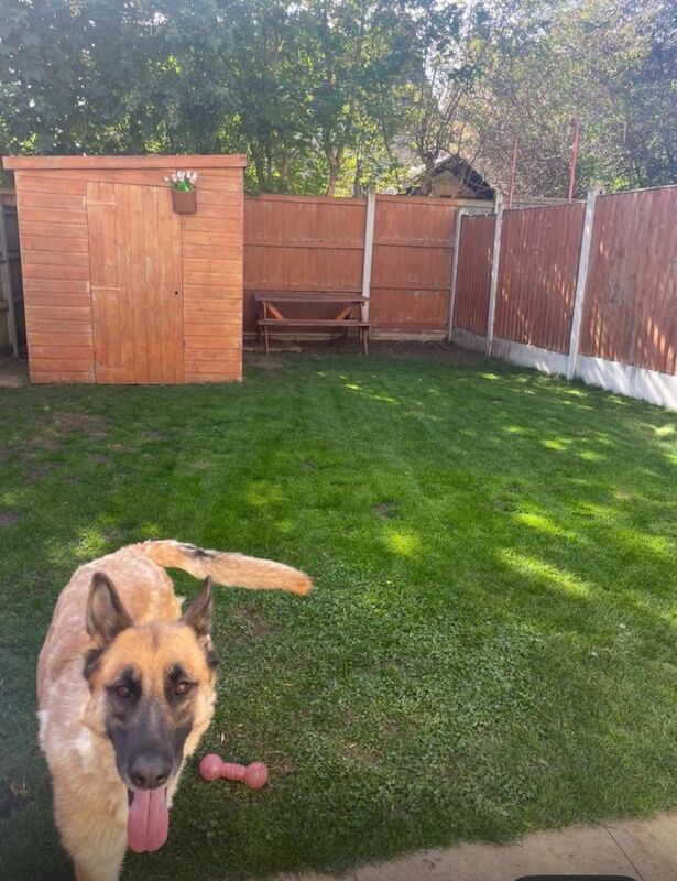 Beautiful 4 Year Old German Shepherd - Image 2 of 3
