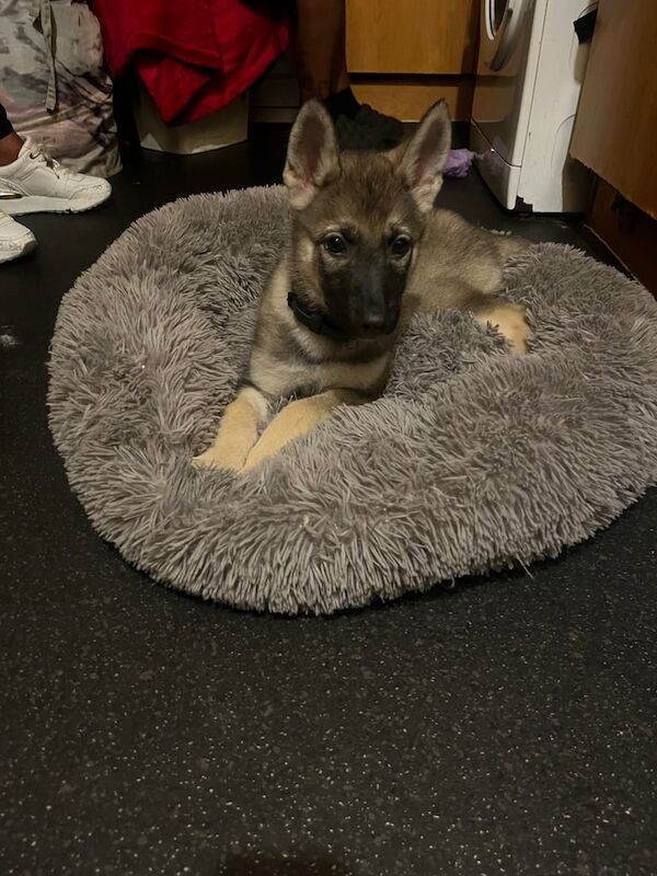 German Shepherd puppies for sale in Salford, Greater Manchester – 1 year old - Image 2 of 3