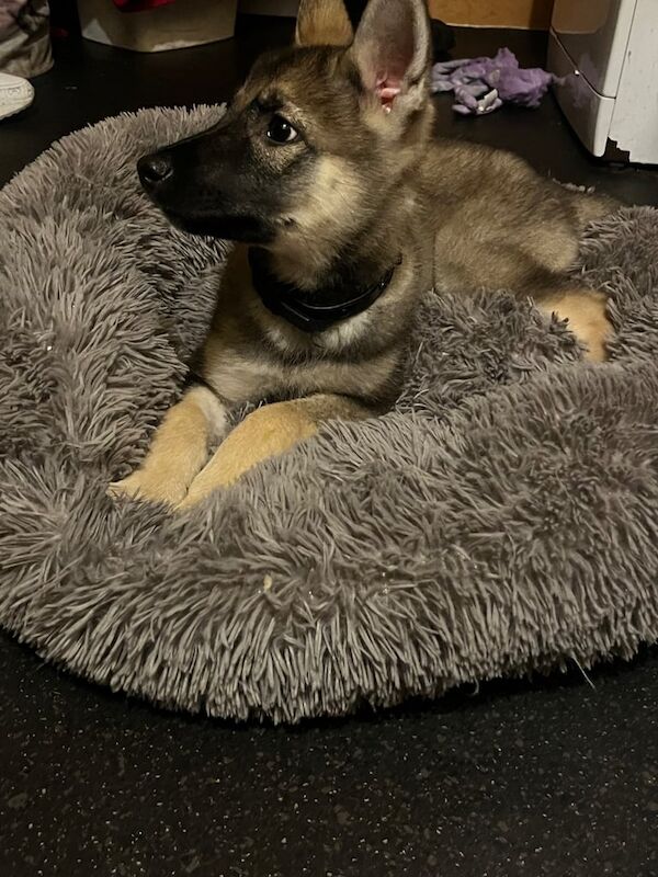 German Shepherd puppies for sale in Salford, Greater Manchester – 1 year old - Image 3 of 3