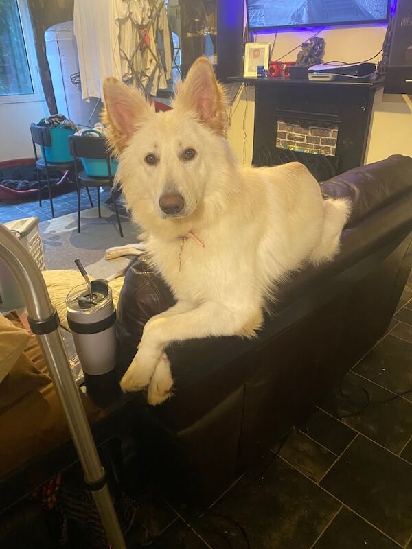 German Shepherd puppies for sale in Bromley, Greater London – 1 year old