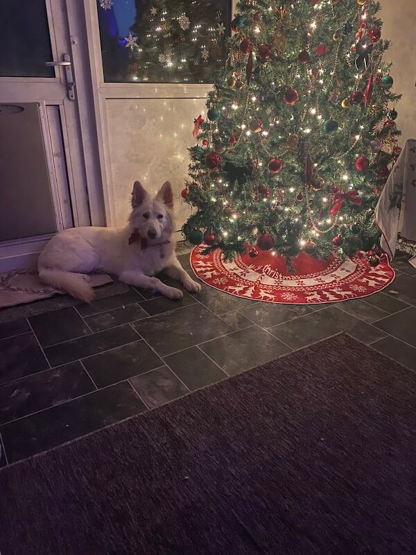 German Shepherd puppies for sale in Bromley, Greater London – 1 year old - Image 2 of 3