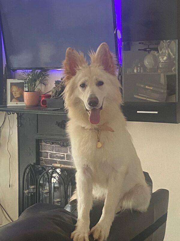 German Shepherd puppies for sale in Bromley, Greater London – 1 year old - Image 3 of 3