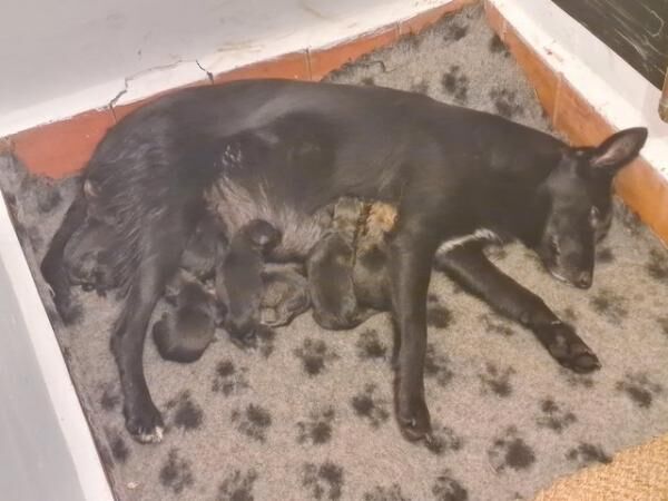 German Shepherd puppies for sale in Telford, Shropshire – 1 year old - Image 2 of 5