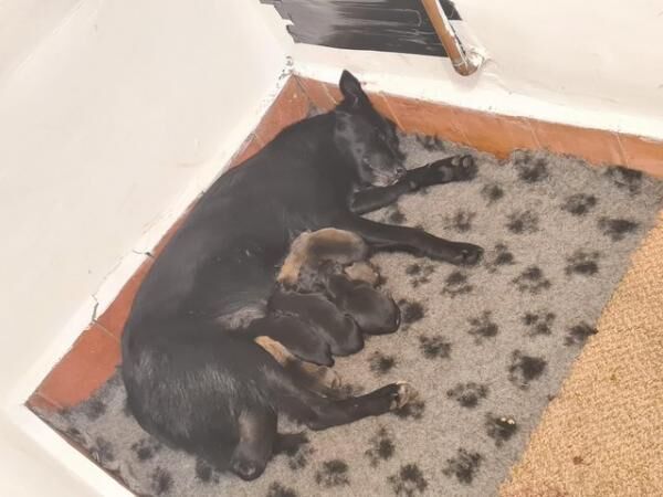 German Shepherd puppies for sale in Telford, Shropshire – 1 year old - Image 3 of 5